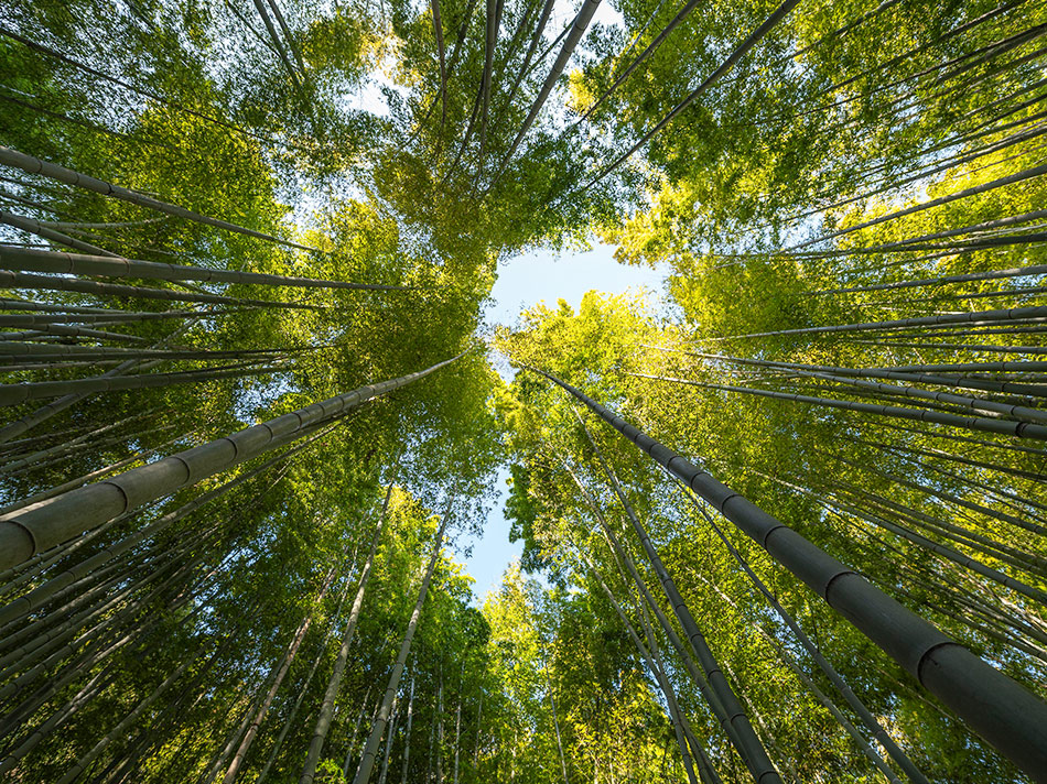 arbres dans une foret
