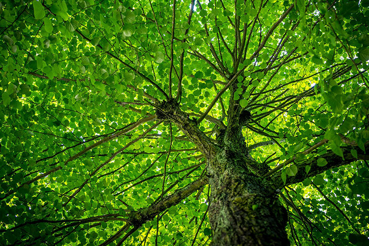préservation de l'environnement